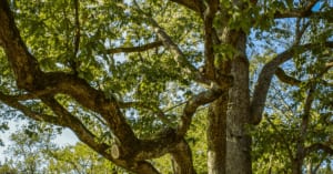 Signs Your Tree Needs Trimming or Pruning (Guide for Nashville Homeowners)