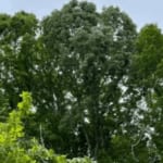 Certified arborist inspecting an oak tree with early oak wilt and storm damage symptoms in Davidson County, Tennessee.