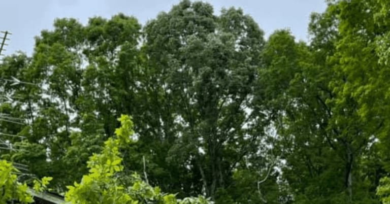 Certified arborist inspecting an oak tree with early oak wilt and storm damage symptoms in Davidson County, Tennessee.