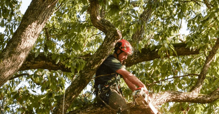 arborist thinning dense Nashville tree canopy to reduce wind resistance before storm season