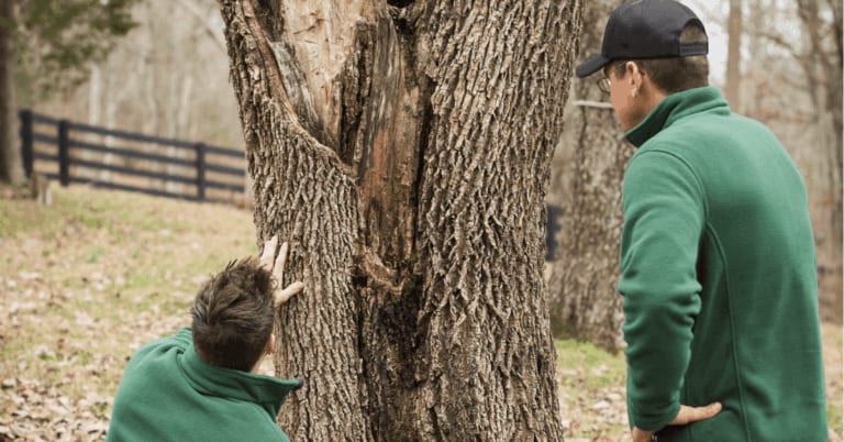 certified arborist measuring large hardwood tree for removal permit approval in Brentwood Tennessee