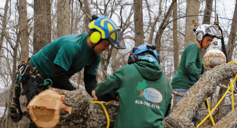 Tree removal service in West Meade, TN by The Good Tree Company