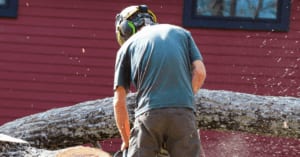 The Best Time to Prune Trees and Shrubs in Nashville, TN
