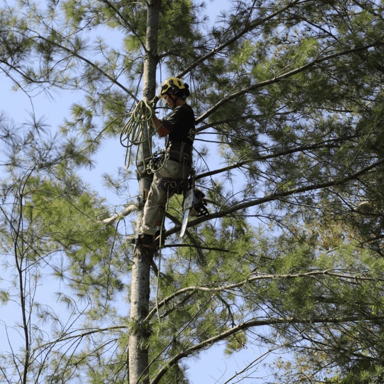 Certified arborist trimming a large oak tree in Nashville, TN