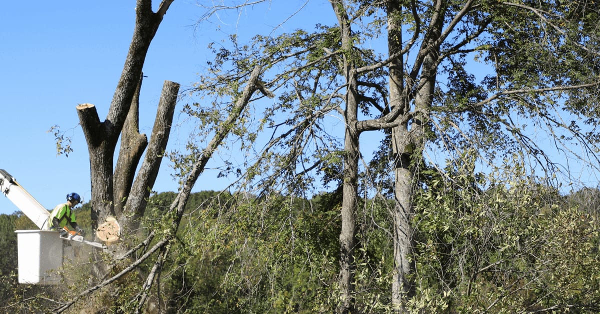 fallen tree removal franklin tn