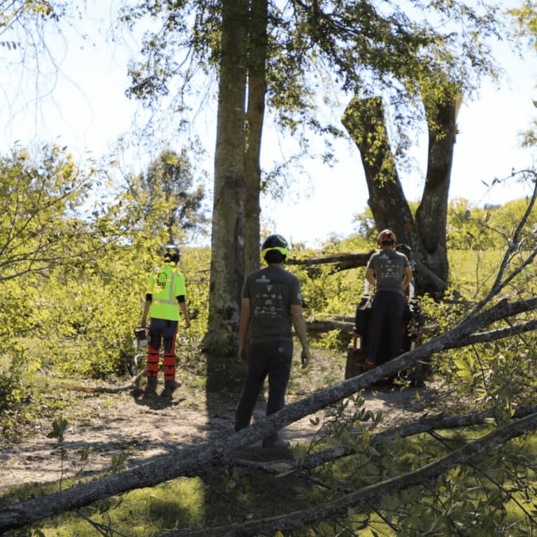 Tree removal crew cutting down a hazardous tree near a Nashville home