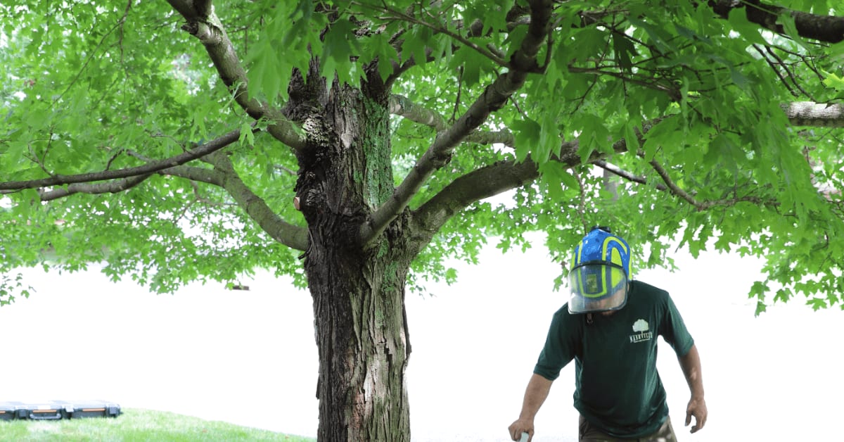 Certified arborist trimming healthy shrubs at a Nashville home