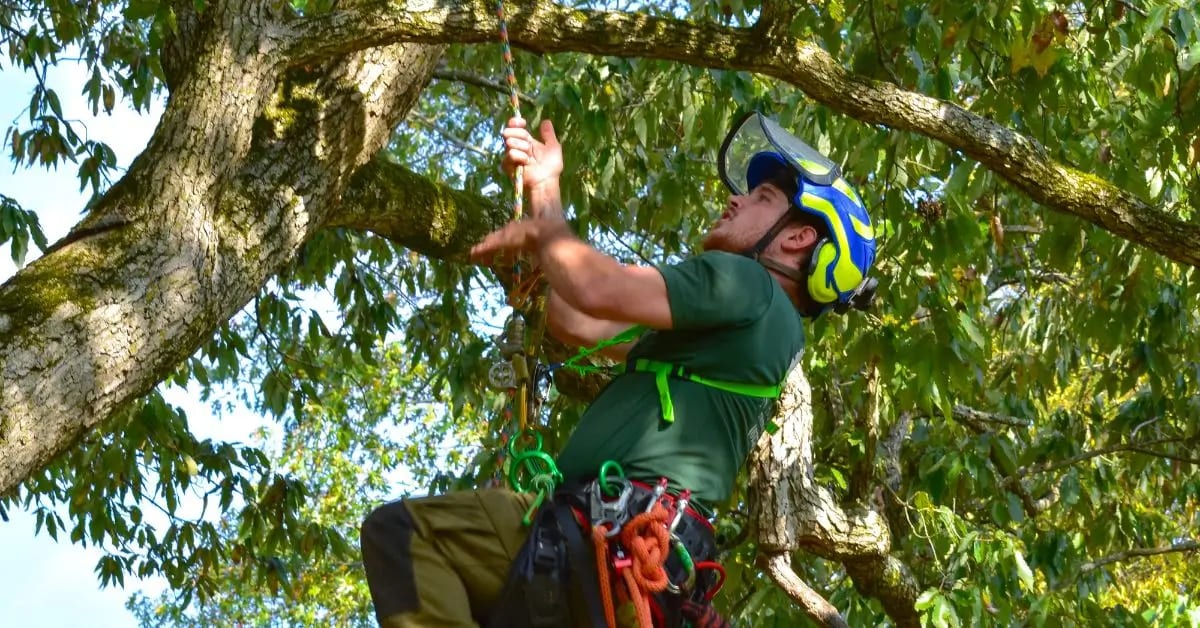 Certified arborist providing tree care, pest control, and health management in Nashville, TN