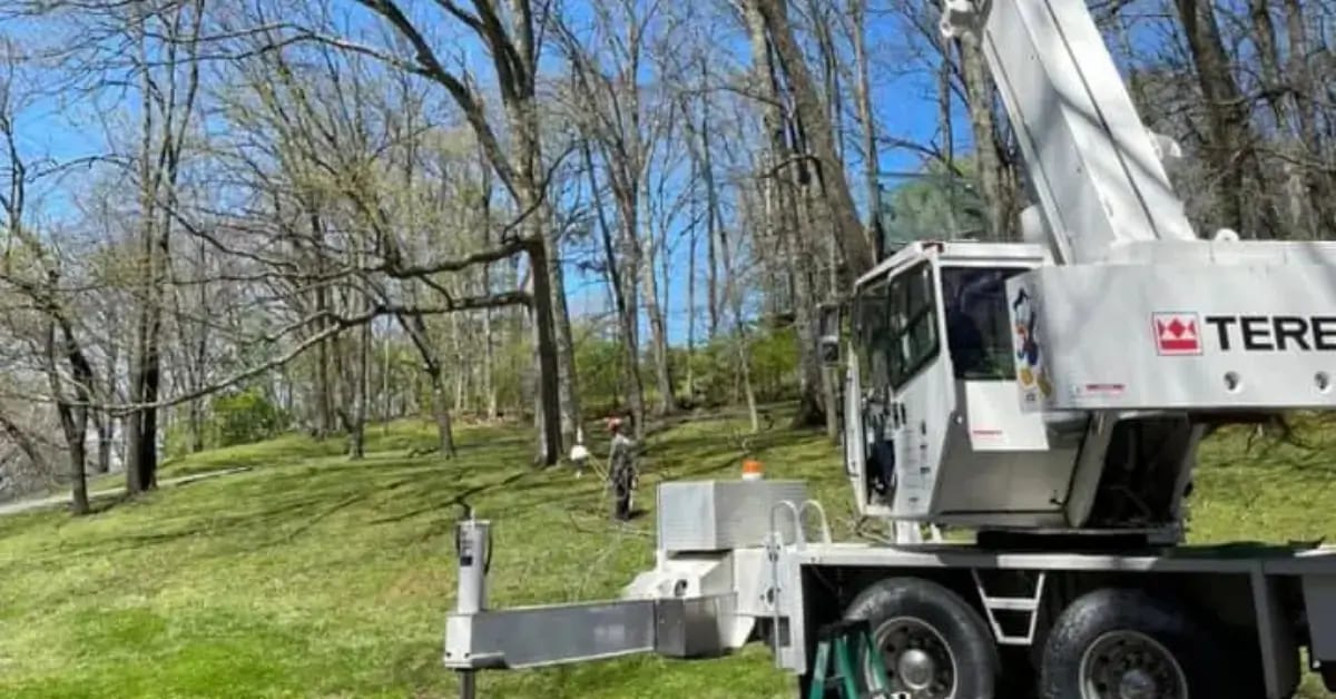 Tree Crane Service