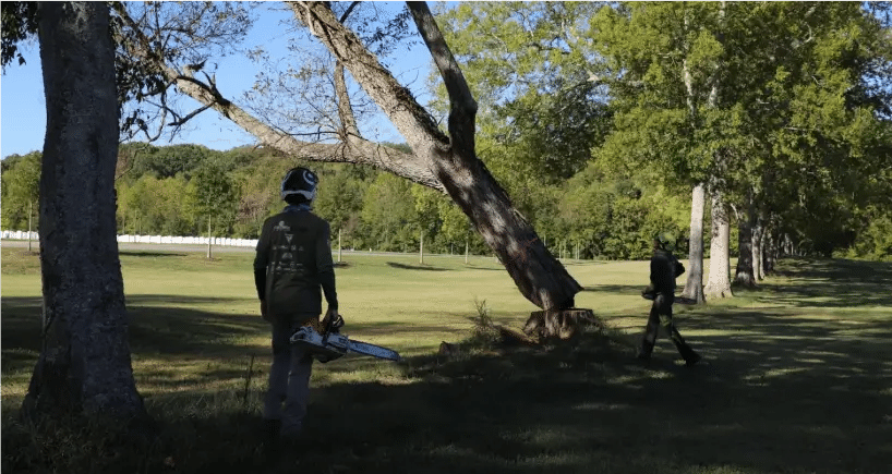 The Good Tree Company: Tree Removal Services
