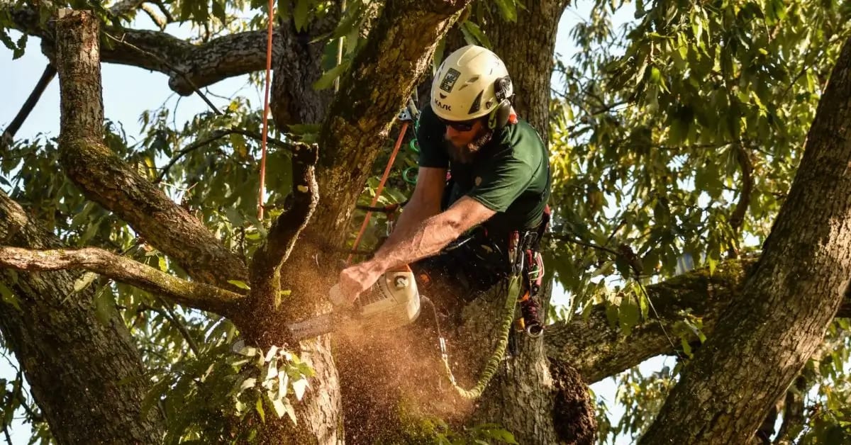 Certified tree pruning and trimming in Nashville, TN and Davidson County. The Good Tree Company