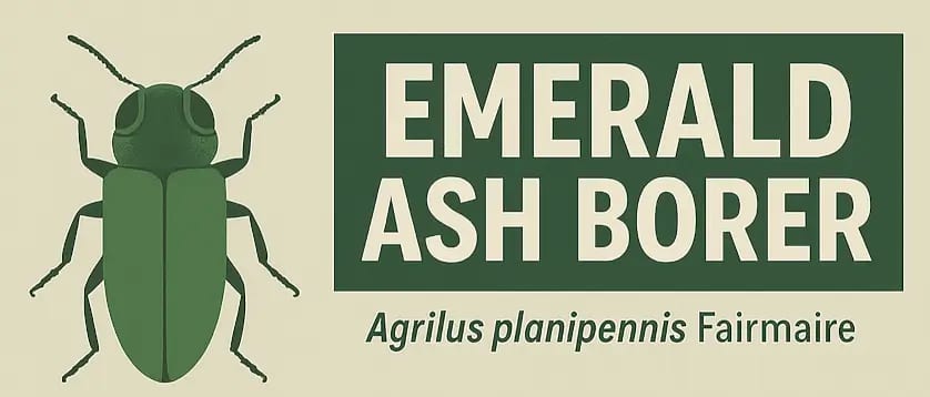 Ash Borer Agrilus planipennis Fairmaire