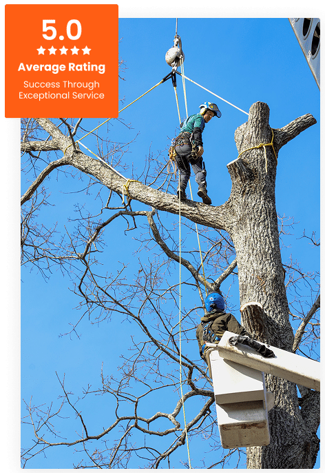 Commercial Tree Service