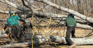 When Is Tree Removal the Best Option?
