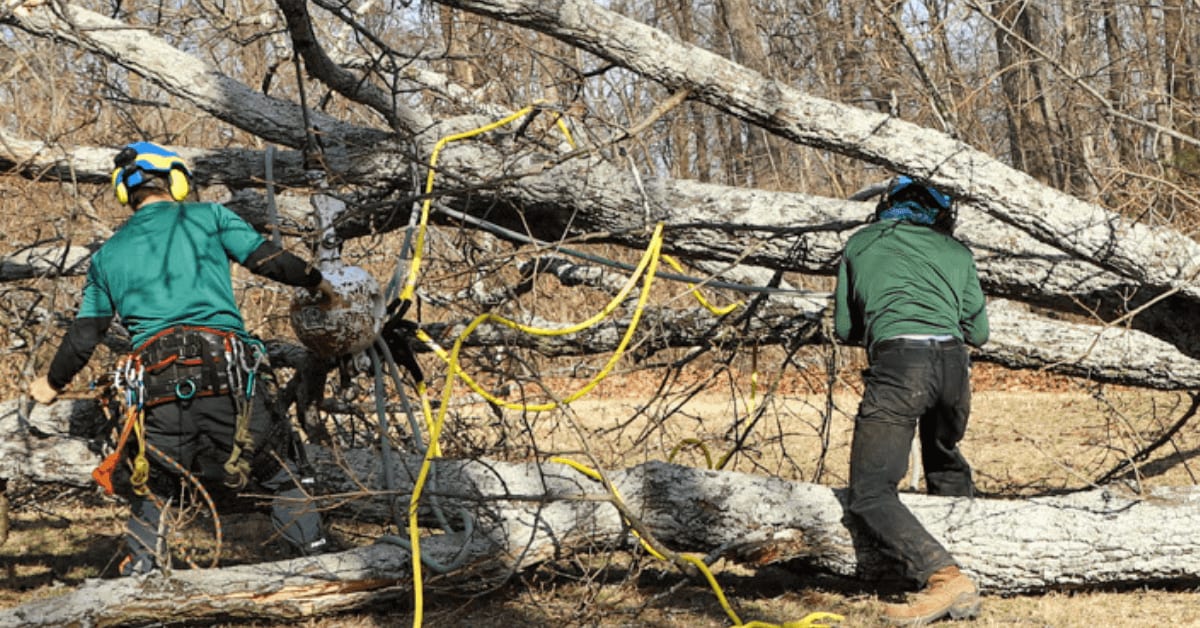 An arborist is inspecting a leaning tree for removal